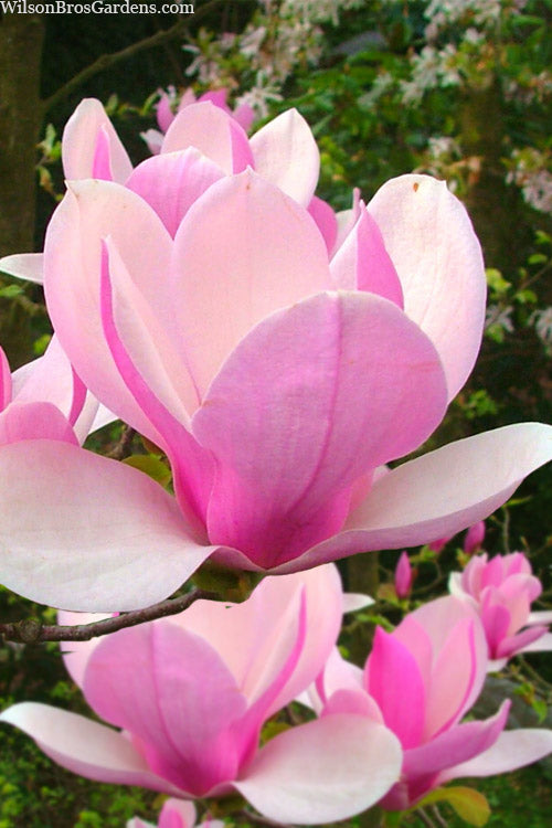 Japanese Magnolia Jelly